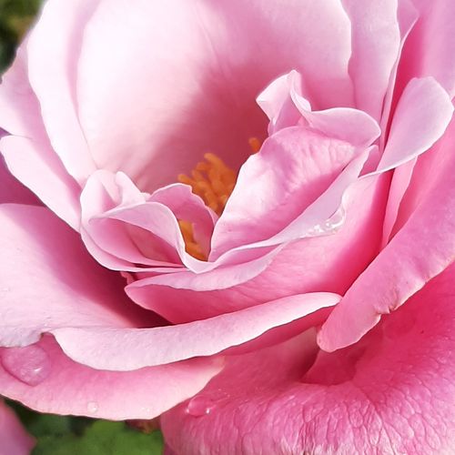 Online rózsa rendelés - Rózsaszín - teahibrid rózsa - intenzív illatú rózsa - Rosa Barbra Streisand™ - Tom Carruth - Illatos, nagyvirágú, különleges színű fajta, melyhez a rózsakedvelő színésznő a nevét adta.